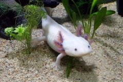 axolotl-2193331_1920