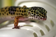 gecko-515495_1920