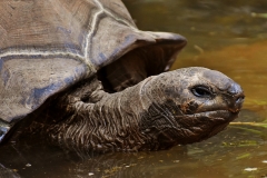 giant-tortoises-3326011_1920