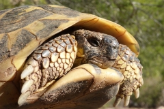 mediterranean-tortoise-1960026_1920