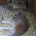 sam_1154mb1-150x150 London Zoo: July 2016