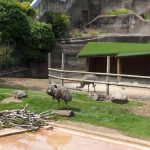 sam_1156mb1-150x150 London Zoo: July 2016