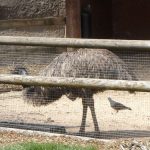 sam_1158mb1-150x150 London Zoo: July 2016