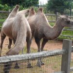 sam_1165mb1-150x150 London Zoo: July 2016