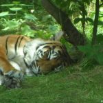 sam_1168aamb1-150x150 London Zoo: July 2016