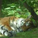 sam_1168mb1-150x150 London Zoo: July 2016