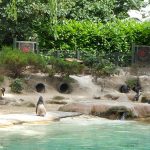 sam_1172aamb1-150x150 London Zoo: July 2016