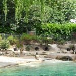 sam_1172mb1-150x150 London Zoo: July 2016