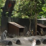 sam_1174mb1-150x150 London Zoo: July 2016