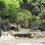 sam_1175mb1-150x150 London Zoo: July 2016