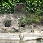 sam_1176mb1-150x150 London Zoo: July 2016