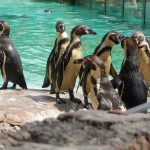 sam_1178mb4-150x150 London Zoo: July 2016