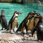 sam_1179mb2-150x150 London Zoo: July 2016