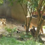 sam_1186mb2-150x150 London Zoo: July 2016