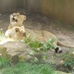 sam_1187mb2-150x150 London Zoo: July 2016