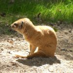 sam_1190aamb1-150x150 London Zoo: July 2016