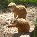 sam_1191mb1-150x150 London Zoo: July 2016