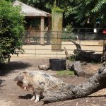 sam_1195mb1-150x150 London Zoo: July 2016