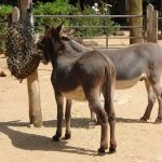 sam_1206mb2-150x150 London Zoo: July 2016