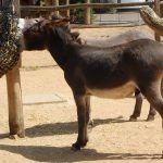 sam_1207mb2-150x150 London Zoo: July 2016