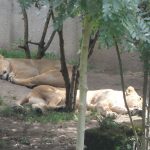 sam_1216mb1-150x150 London Zoo: July 2016