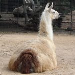 sam_1228mb1-150x150 London Zoo: July 2016