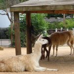 sam_1229mb1-150x150 London Zoo: July 2016