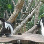 sam_1234mb1-150x150 London Zoo: July 2016