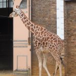sam_1247mb1-150x150 London Zoo: July 2016