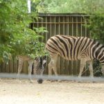 sam_1248mb1-150x150 London Zoo: July 2016