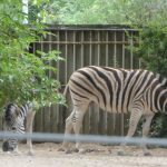 sam_1249mb1-150x150 London Zoo: July 2016