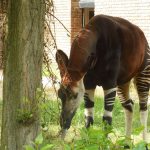 sam_1250mb1-150x150 London Zoo: July 2016