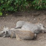sam_1251mb1-150x150 London Zoo: July 2016