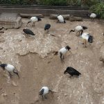 sam_1256mb1-150x150 London Zoo: July 2016