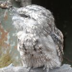 sam_1266mb-150x150 London Zoo: July 2016