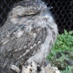 sam_1267mb2-150x150 London Zoo: July 2016