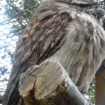 sam_1268mb1-150x150 London Zoo: July 2016