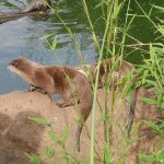 sam_1270mb1-150x150 London Zoo: July 2016