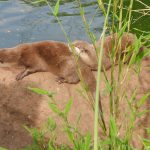 sam_1271mb1-150x150 London Zoo: July 2016