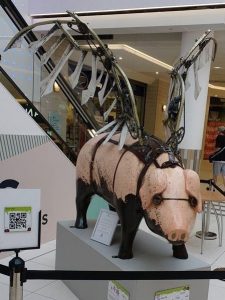 13699978_152112758527229_5336157194264455298_n-225x300 Pigs Gone Wild Challenge (Ipswich)