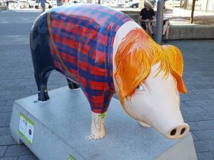 13709757_152752028463302_8267336847479960472_n-300x225 Pigs Gone Wild Challenge (Ipswich)