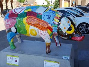 13710071_152752061796632_6116553664836061805_n-300x225 Pigs Gone Wild Challenge (Ipswich)