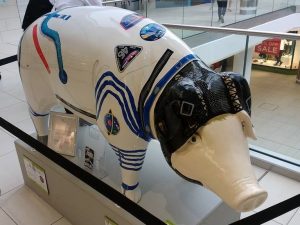 13729054_152112718527233_1316195628020307473_n-300x225 Pigs Gone Wild Challenge (Ipswich)